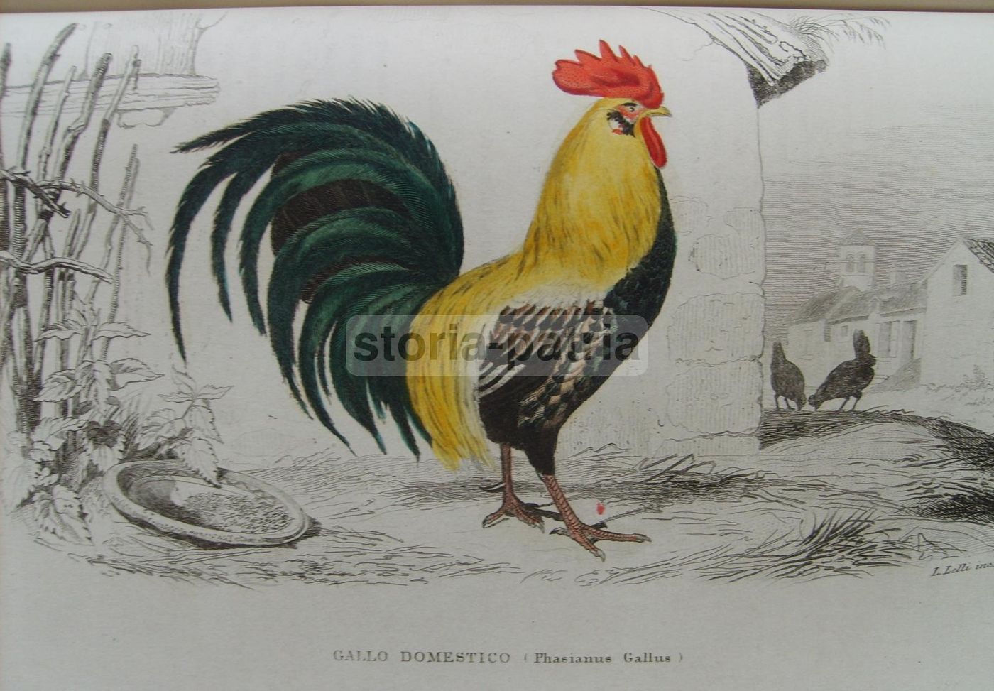 Opere Complete Di Buffon. Napoli, 1871 1878. 150 Incisioni Colorate