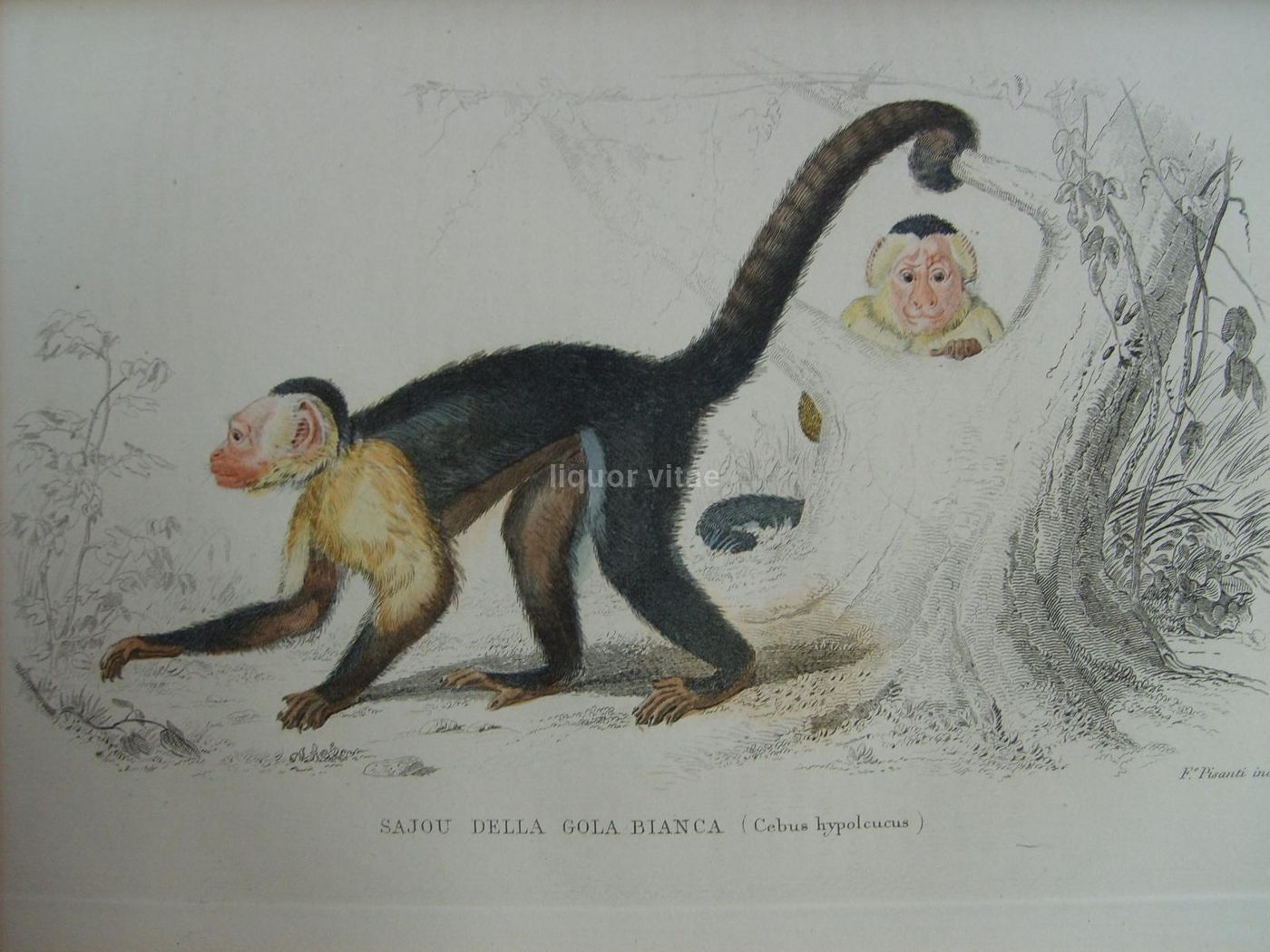 Opere Complete Di Buffon. Napoli, 1871 1878. 150 Incisioni Colorate