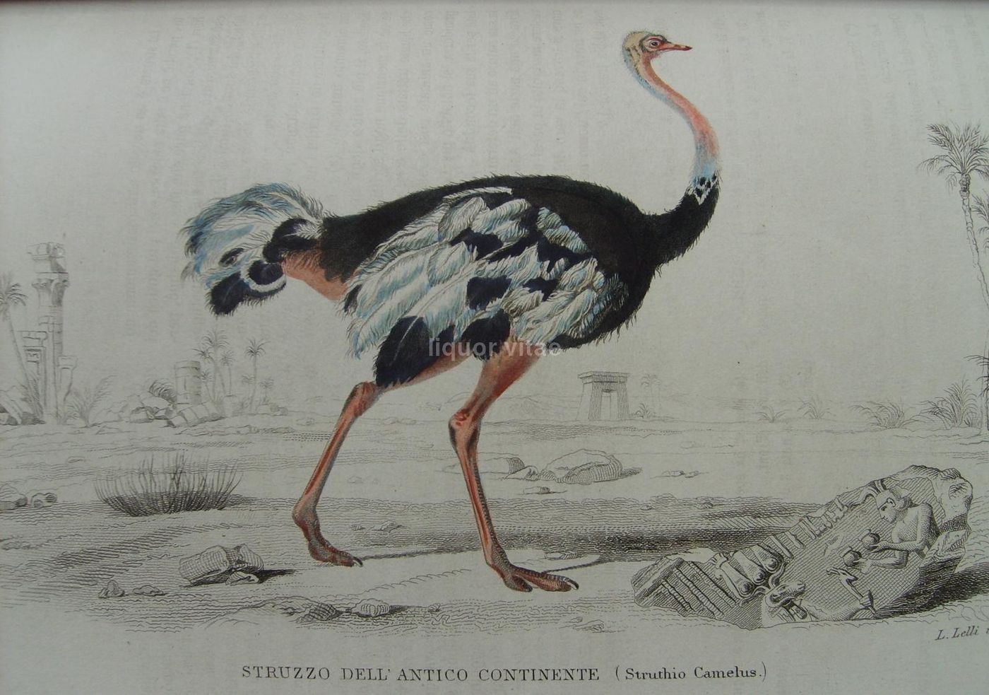 Opere Complete Di Buffon. Napoli, 1871 1878. 150 Incisioni Colorate