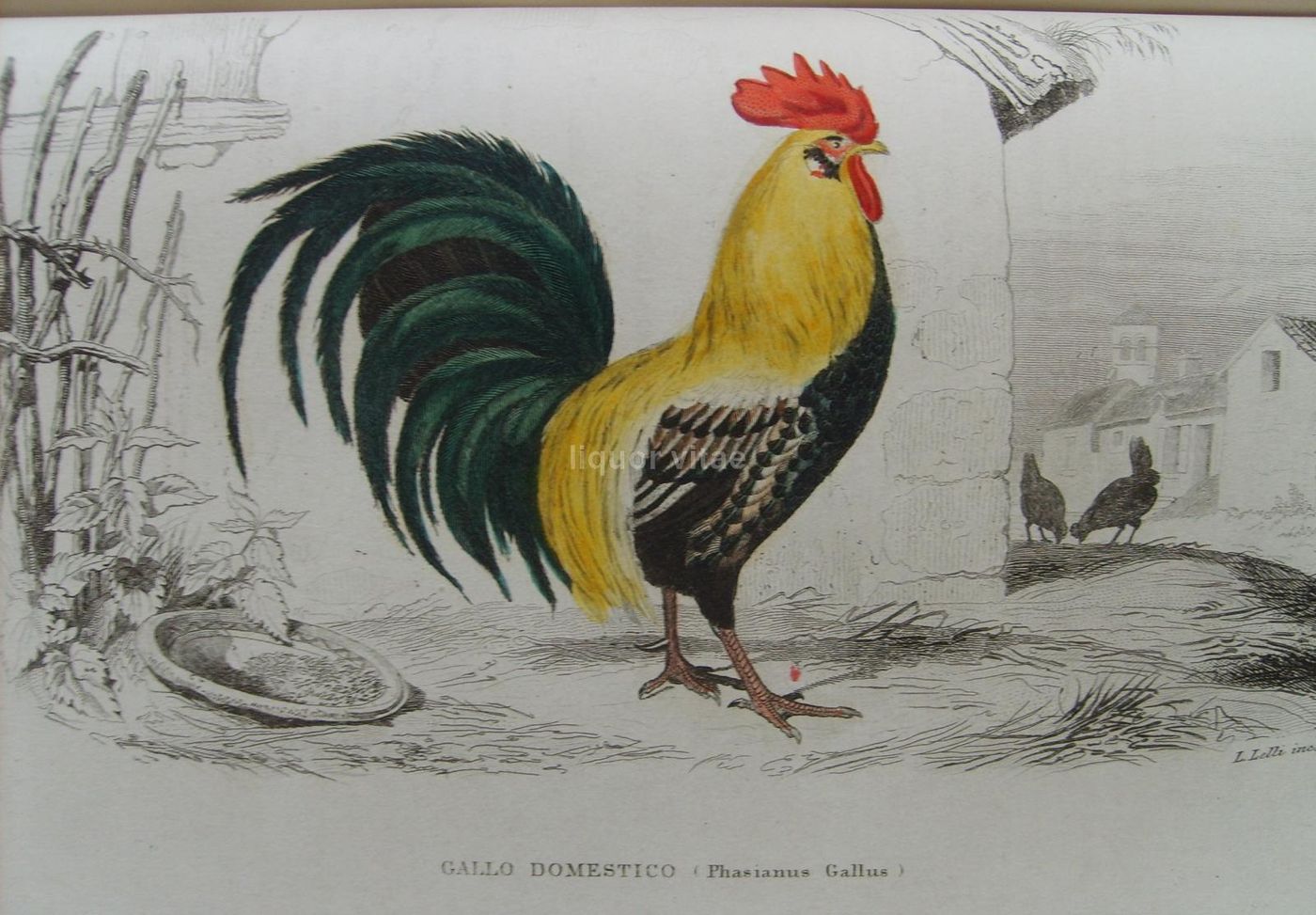 Opere Complete Di Buffon. Napoli, 1871 1878. 150 Incisioni Colorate