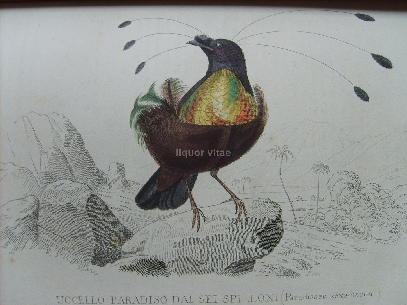 Opere Complete Di Buffon. Napoli, 1871 1878. 150 Incisioni Colorate