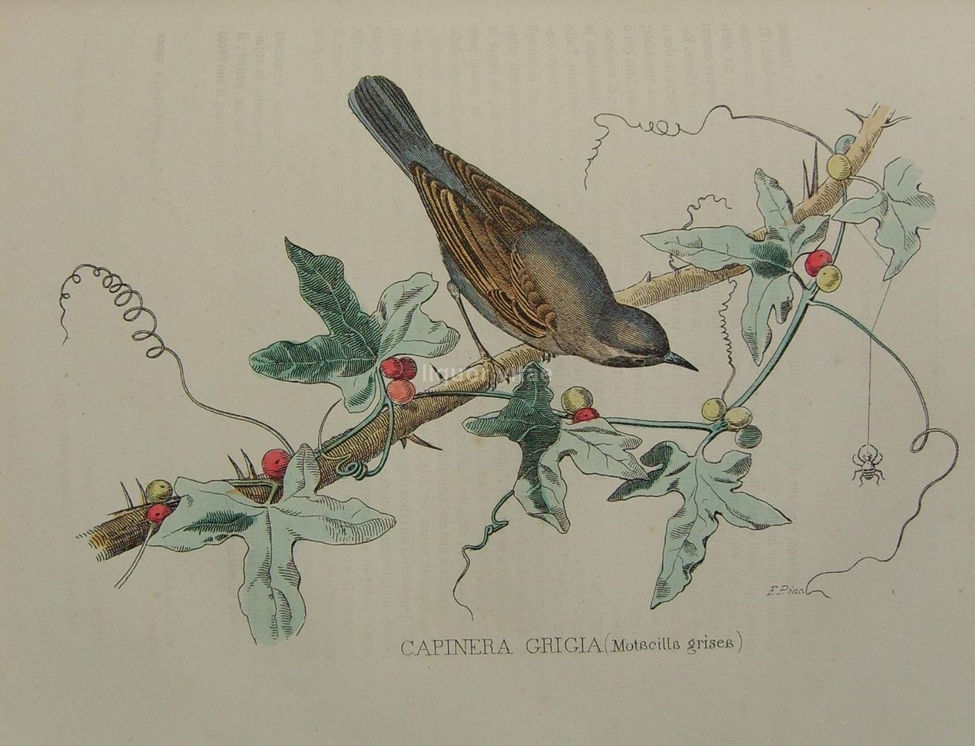 Opere Complete Di Buffon. Napoli, 1871 1878. 150 Incisioni Colorate