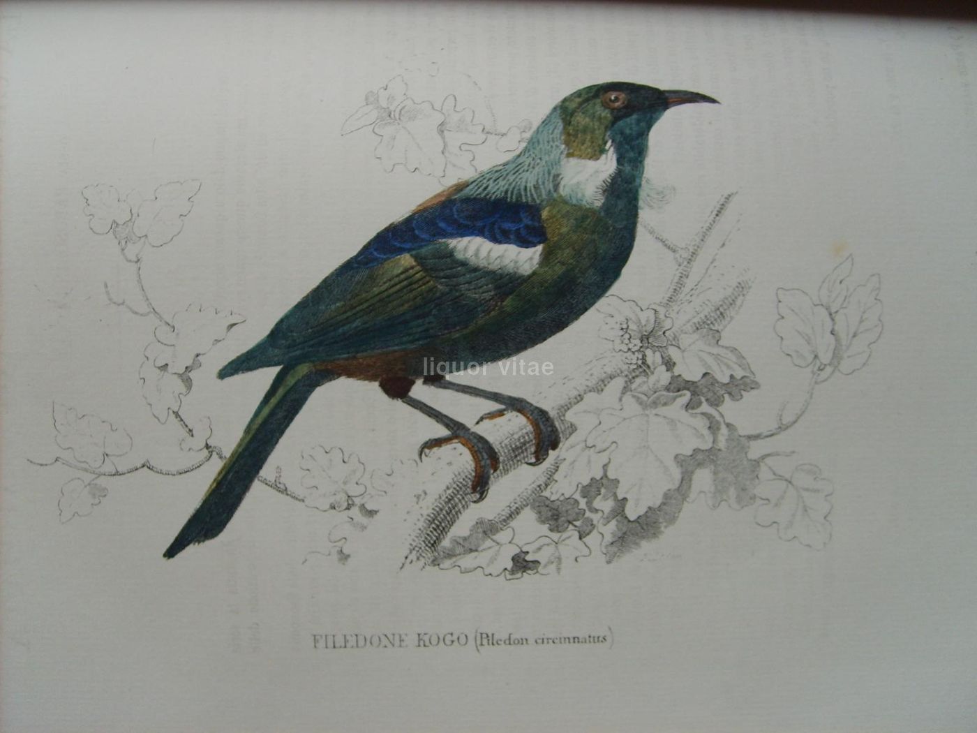 Opere Complete Di Buffon. Napoli, 1871 1878. 150 Incisioni Colorate