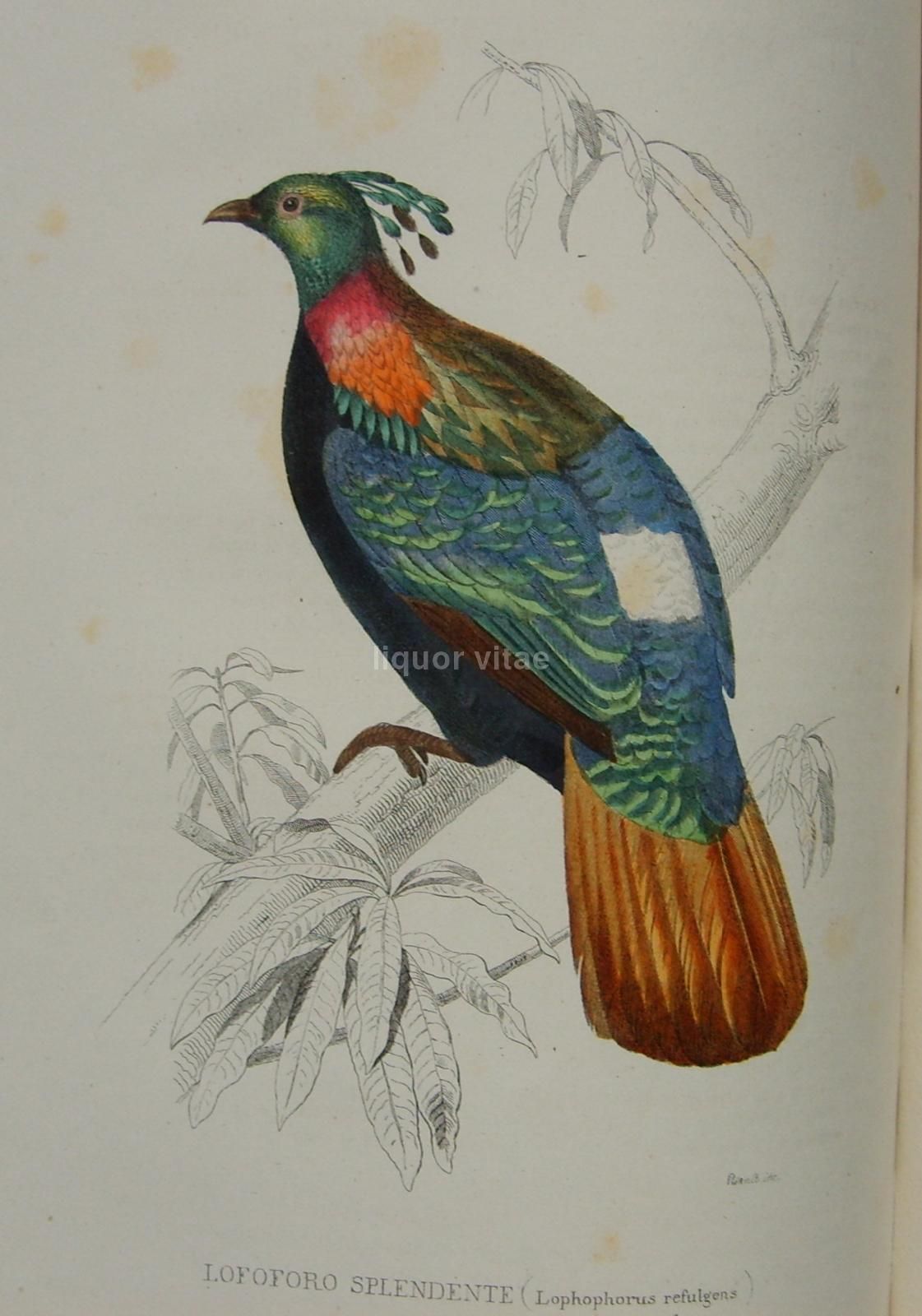 Opere Complete Di Buffon. Napoli, 1871 1878. 150 Incisioni Colorate
