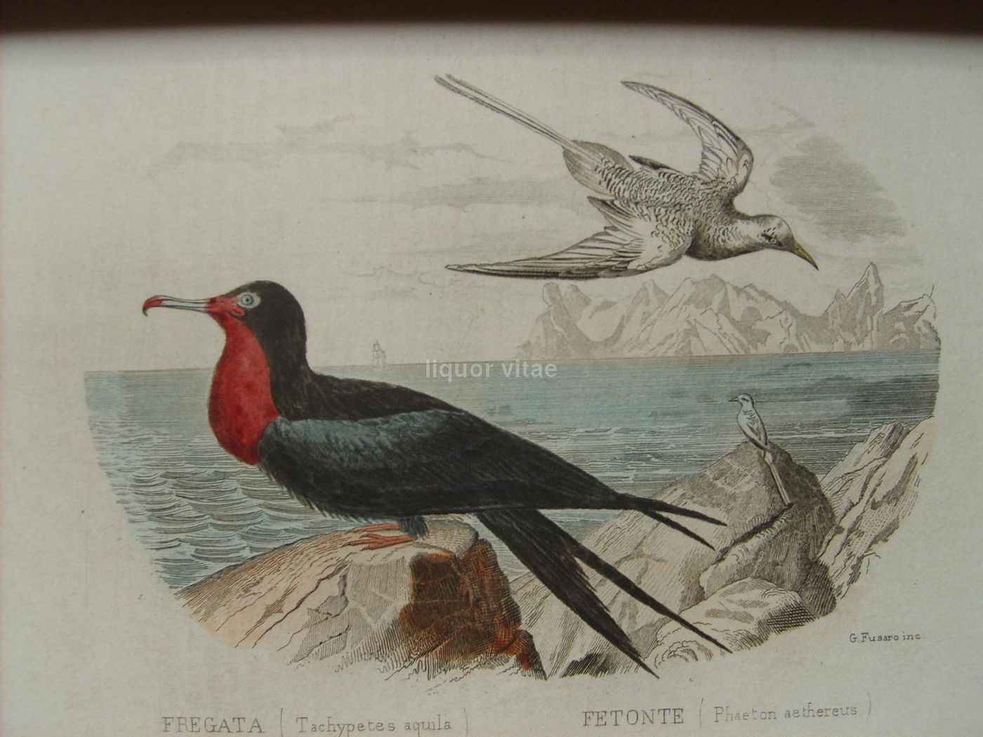 Opere Complete Di Buffon. Napoli, 1871 1878. 150 Incisioni Colorate
