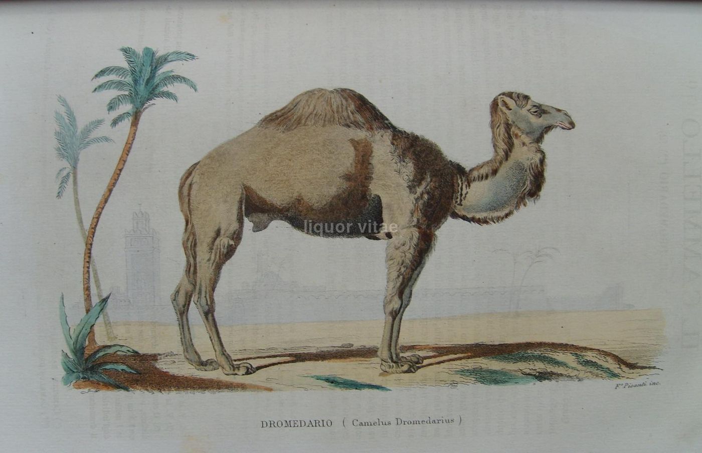 Opere Complete Di Buffon. Napoli, 1871 1878. 150 Incisioni Colorate