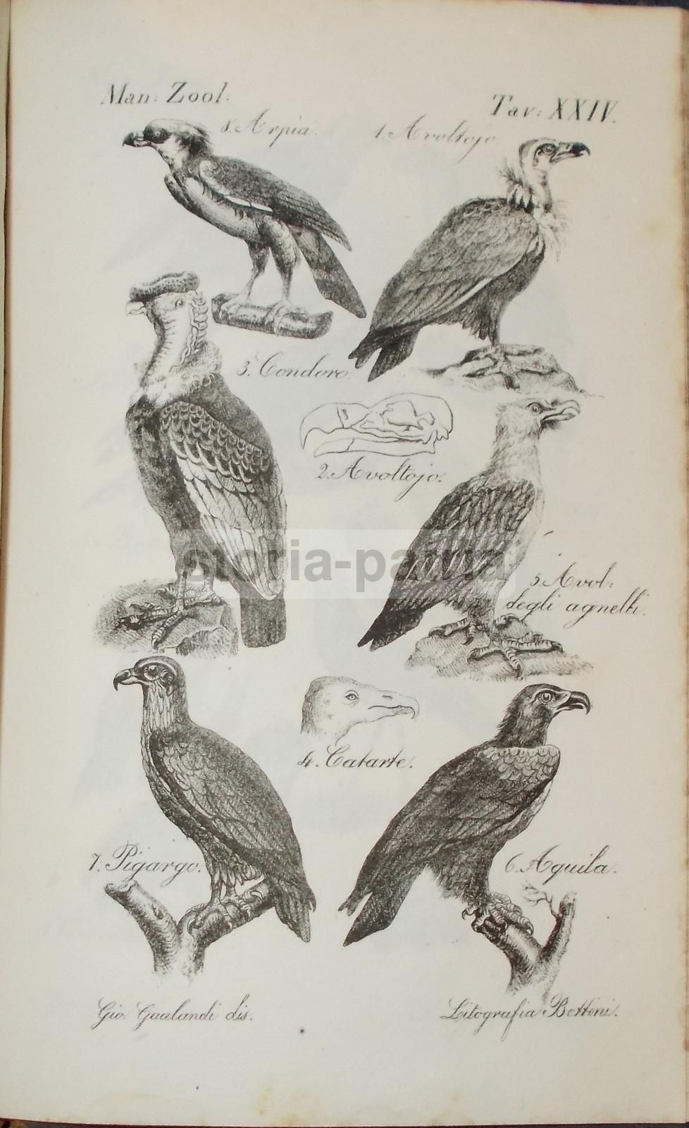 Stampa Antica Con Uccelli Rapaci (aquila, Condor, Avvoltoio), Gio. Gualandi, 1850