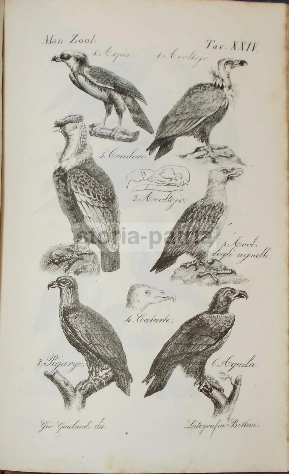 Antique Print with Birds of Prey (Eagle, Condor, Vulture), Gio. Gualandi, 1850