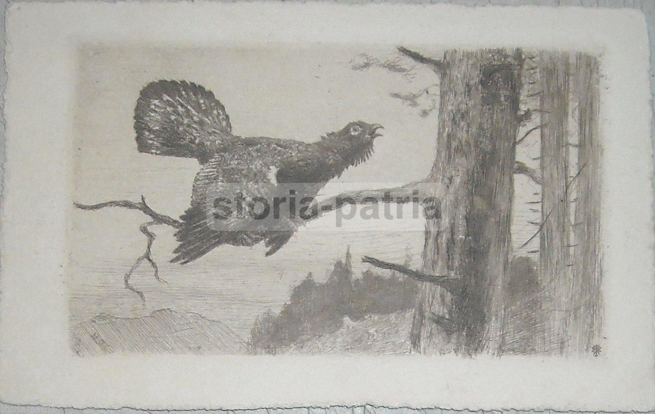 Cartolina Antica Incisione Uccello Su Ramo, Anni '20 Originale