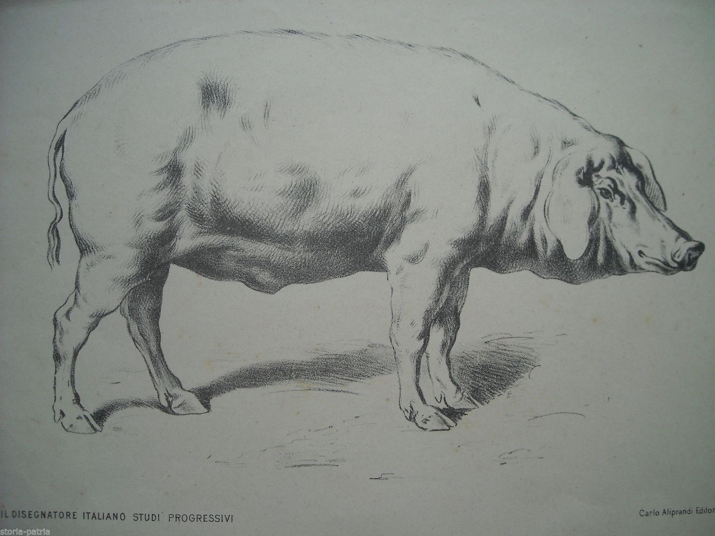 Antica Stampa Maiale Suino, Edizioni Aliprandi, Milano, Primi '900