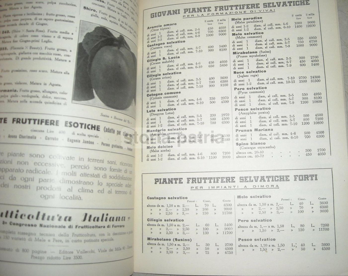 Catalogo Vivai Piante Mati Pistoia 1951 1952