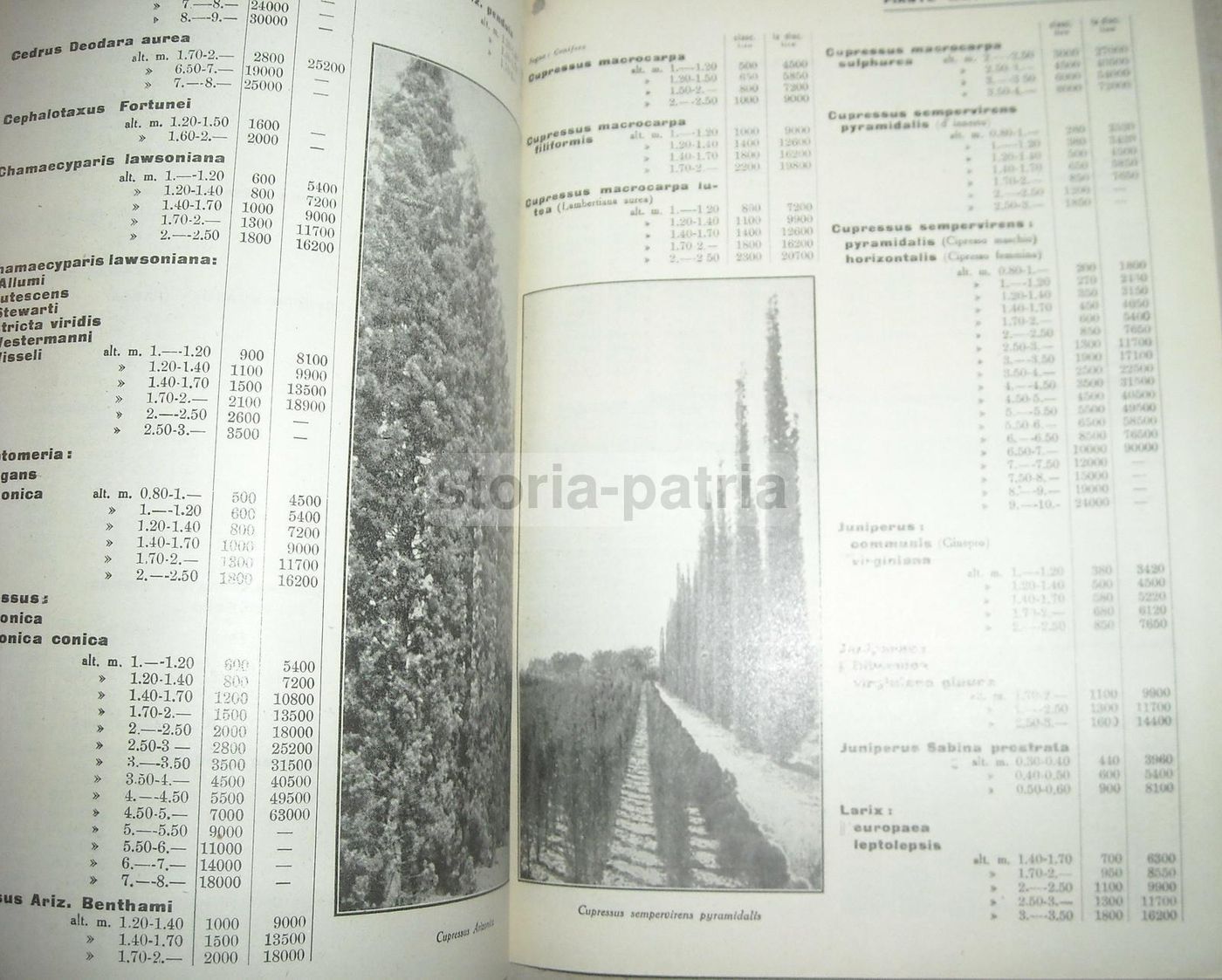 Catalogo Vivai Piante Mati Pistoia 1951 1952