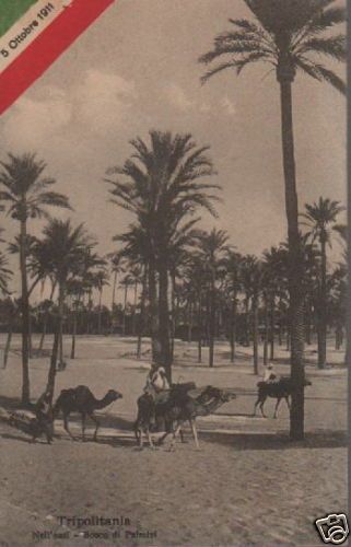Cartolina Tripolitania 1911 Oasi Con Cammelli Colonie Italiane