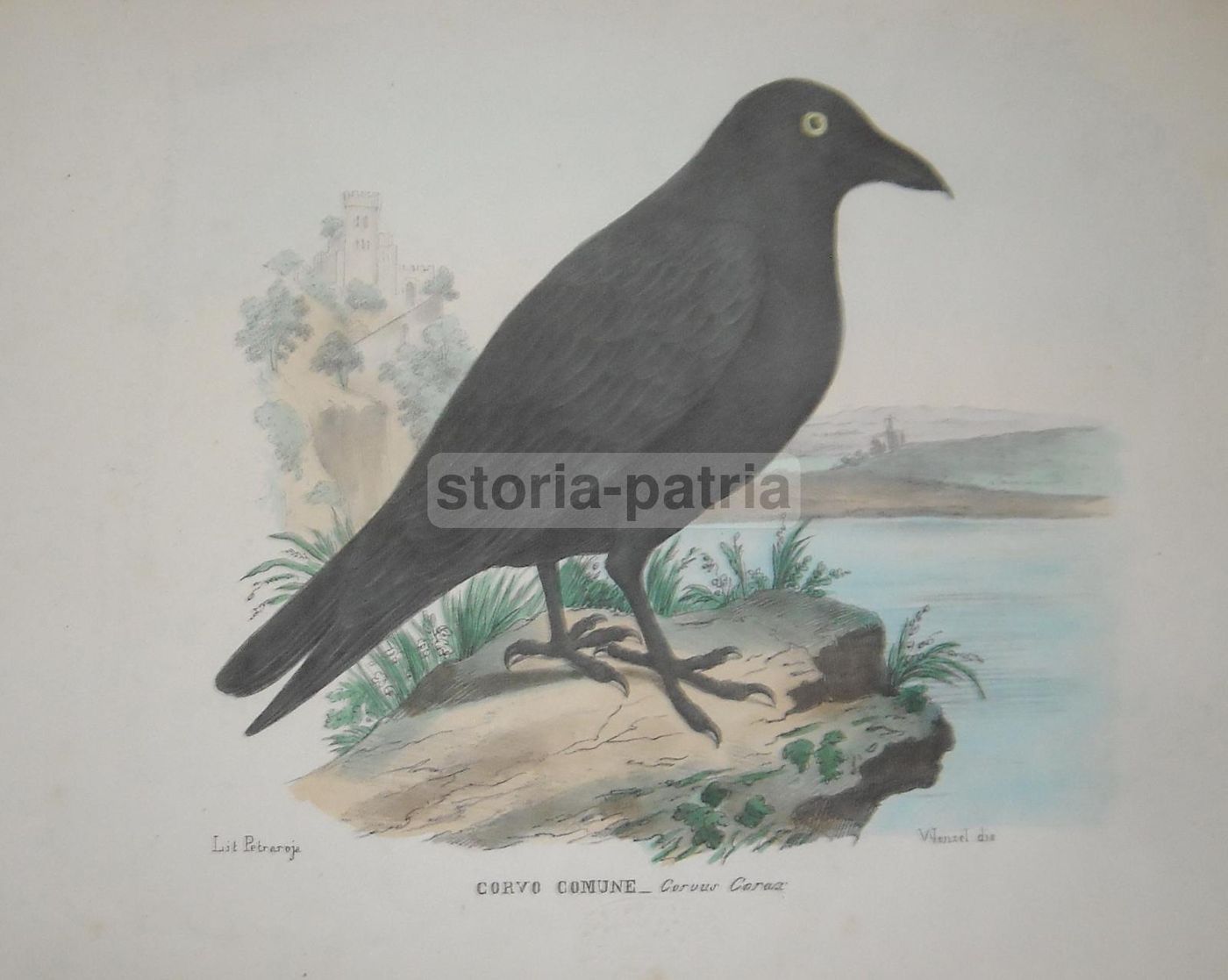 Antica Litografia Corvo Comune, Wenzel E Petraroja, Napoli, XIX Secolo