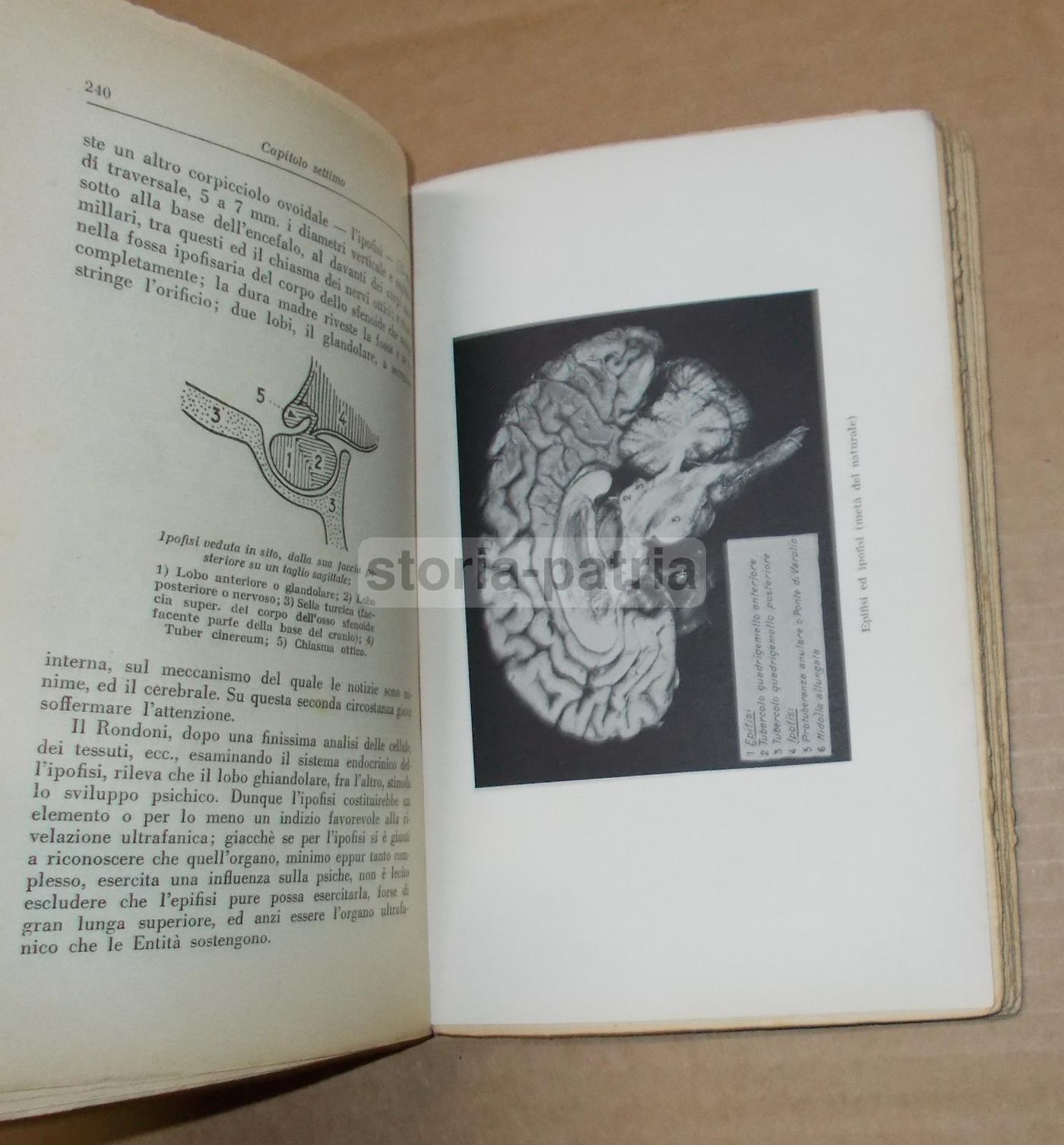 G. Trespioli, Ultrafania: Esegesi Della Fenomenologia Dello Spiritismo, 1931