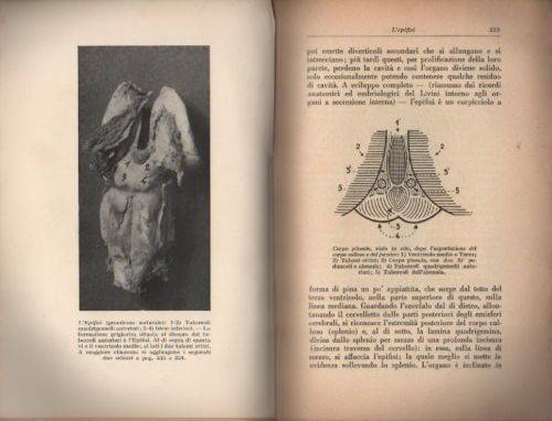 G. Trespioli, Ultrafania: Esegesi Della Fenomenologia Dello Spiritismo, 1931