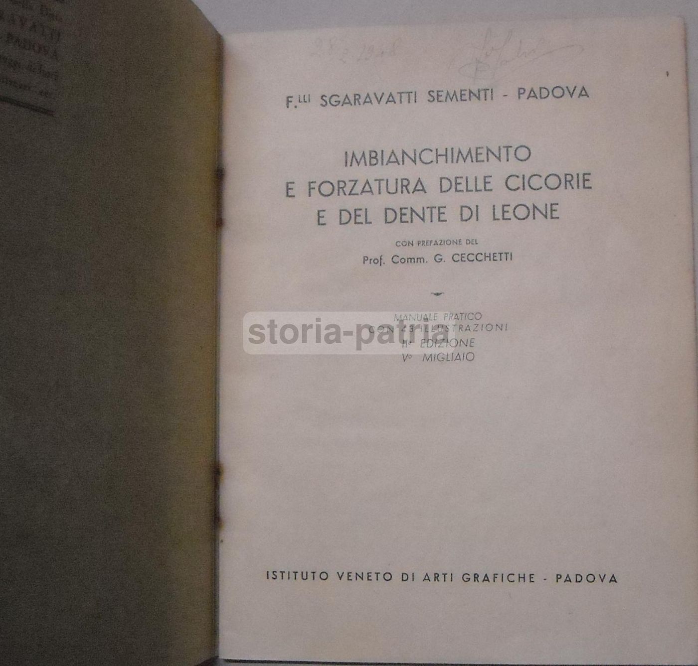 Imbianchimento E Forzatura Delle Cicorie E Del Dente Di Leone   Sgaravatti Padova