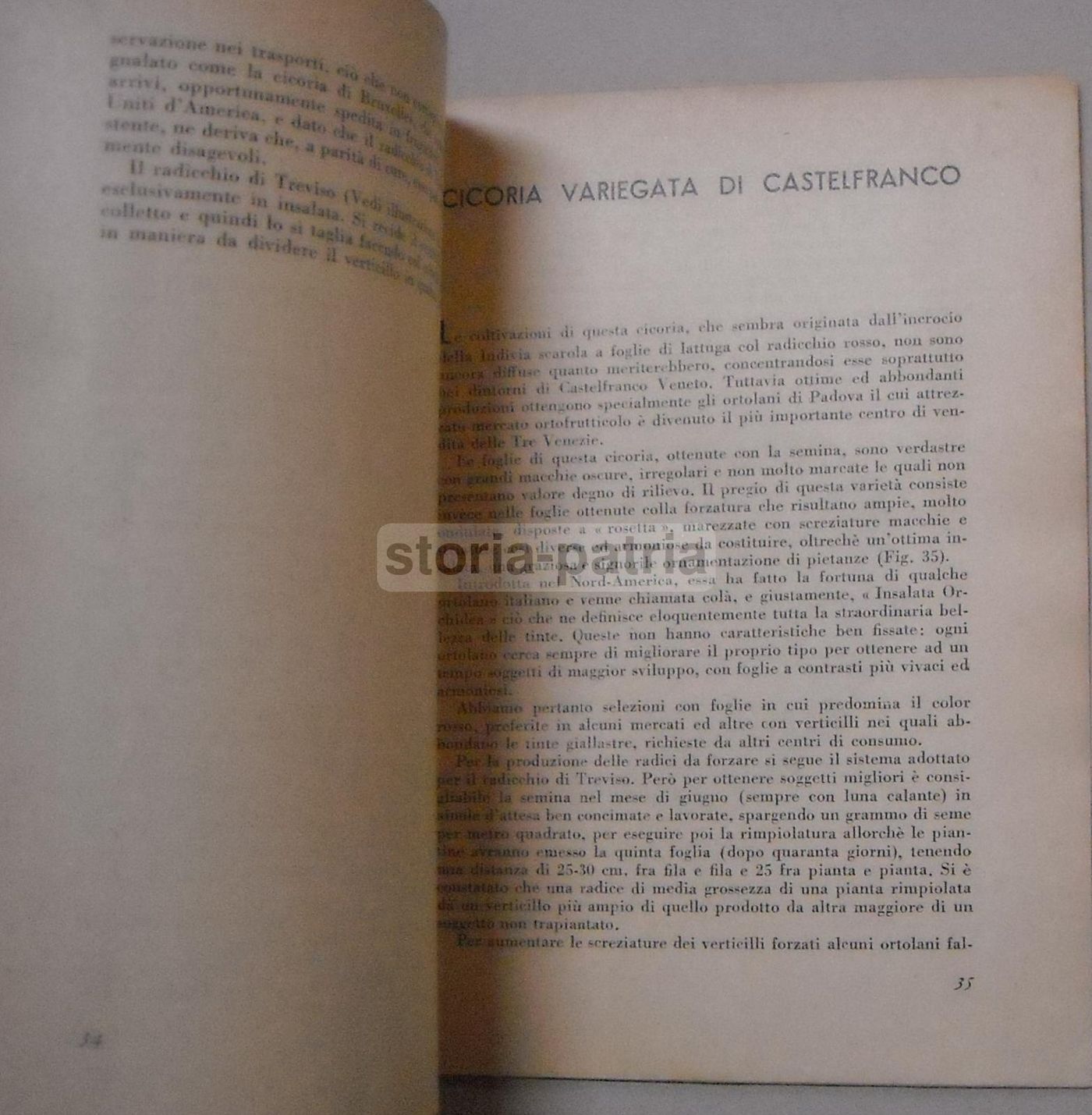 Imbianchimento E Forzatura Delle Cicorie E Del Dente Di Leone   Sgaravatti Padova