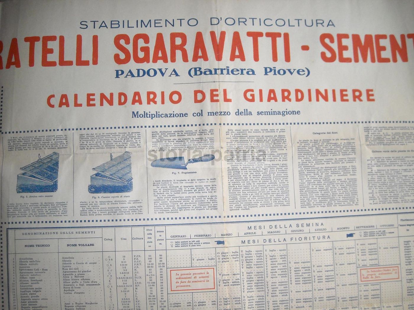 Manifesto Sgaravatti Calendario Del Giardiniere Padova Anni '20 '30