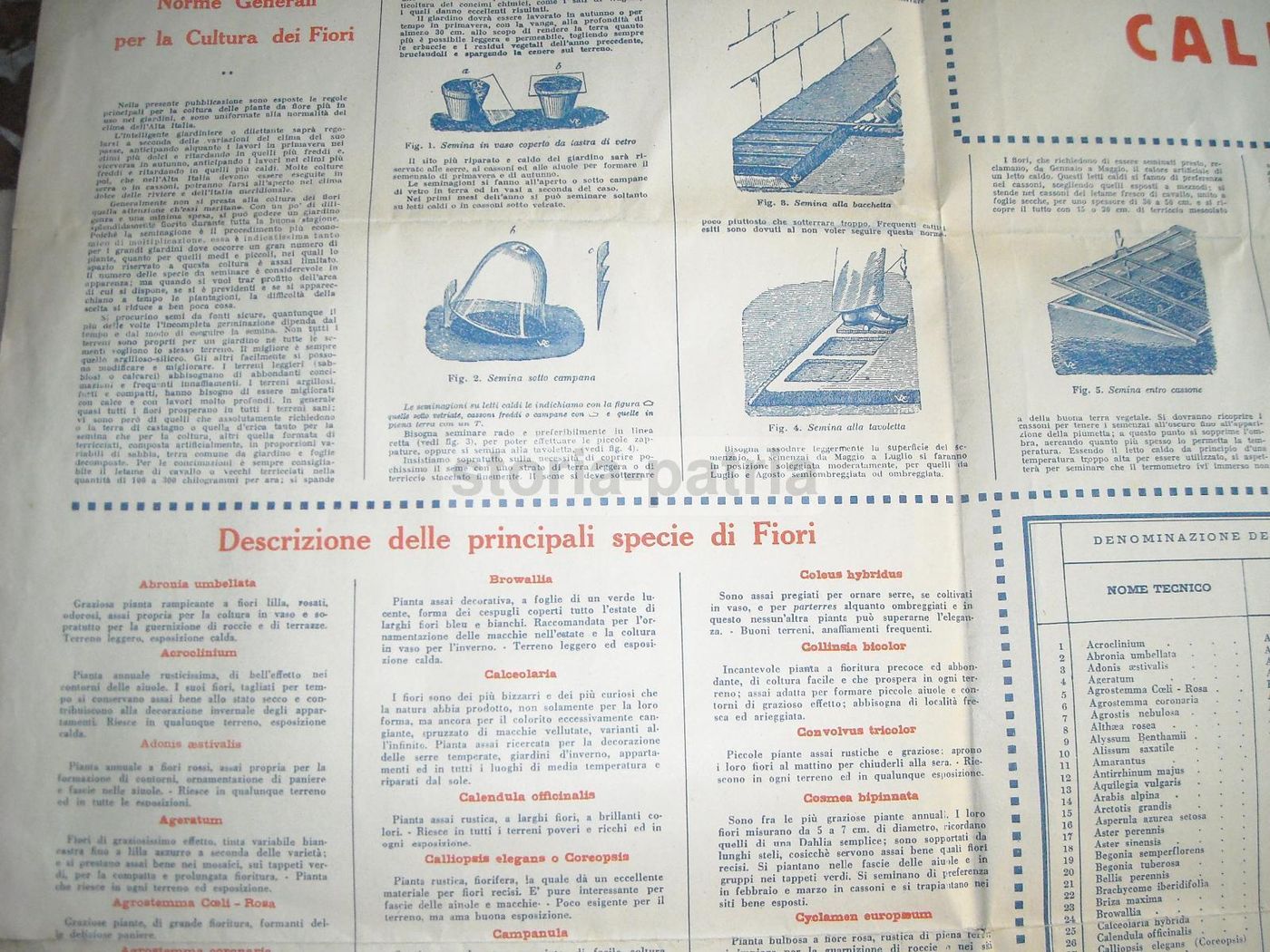 Manifesto Sgaravatti Calendario Del Giardiniere Padova Anni '20 '30
