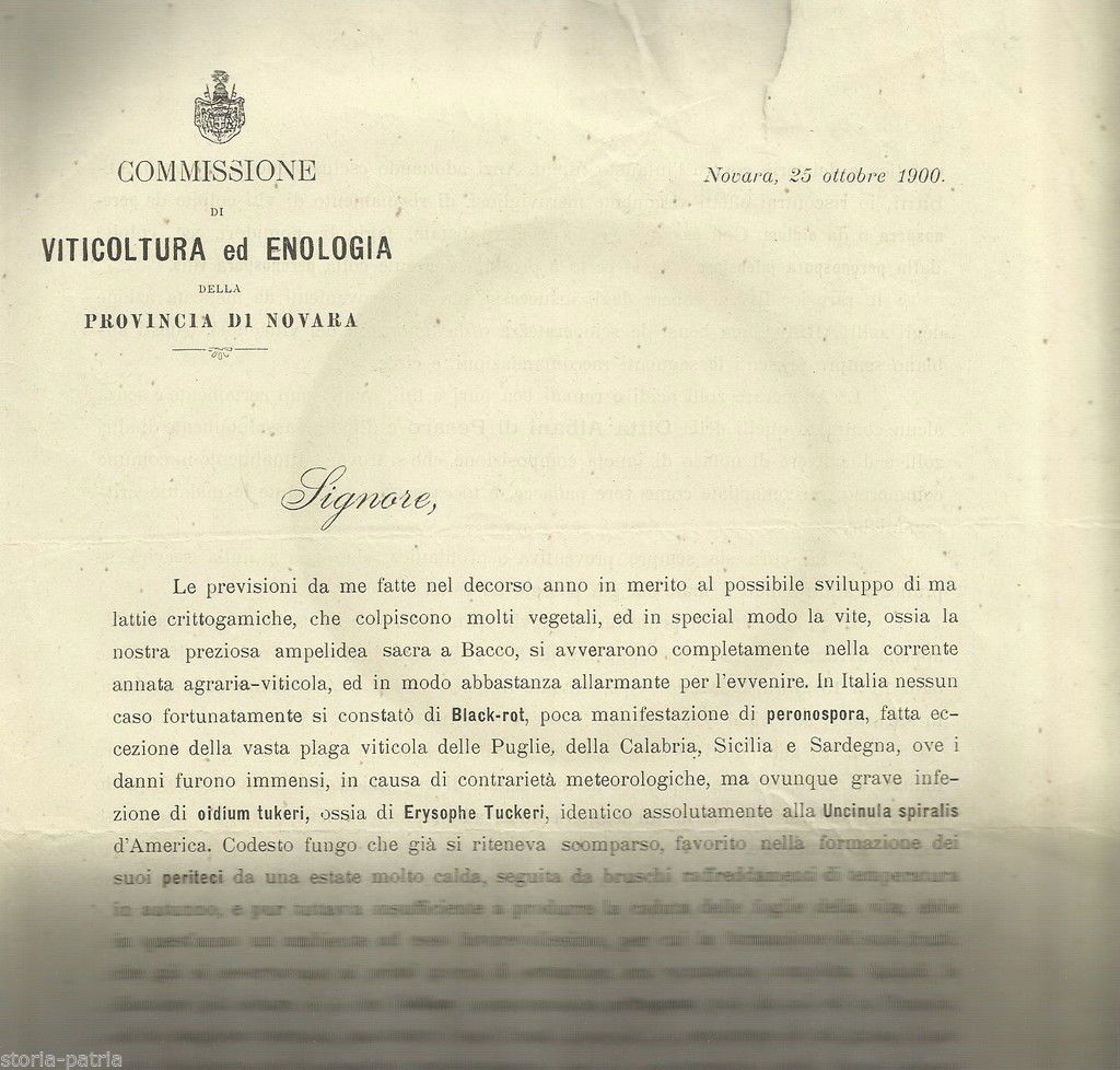 Viticoltura Enologia Novara 1900 Miniere Solfuree Albani Pesaro