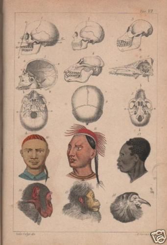 Stampa Antica: Crani Umani E Animali. Litografia Di Calyo E Serino, XIX Secolo.