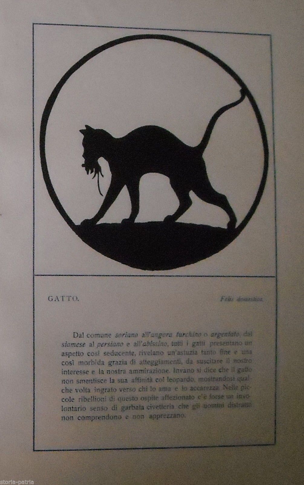 Stampa Antica Gatto Felix Domestica, Primo '900, Attribuita A Mochi