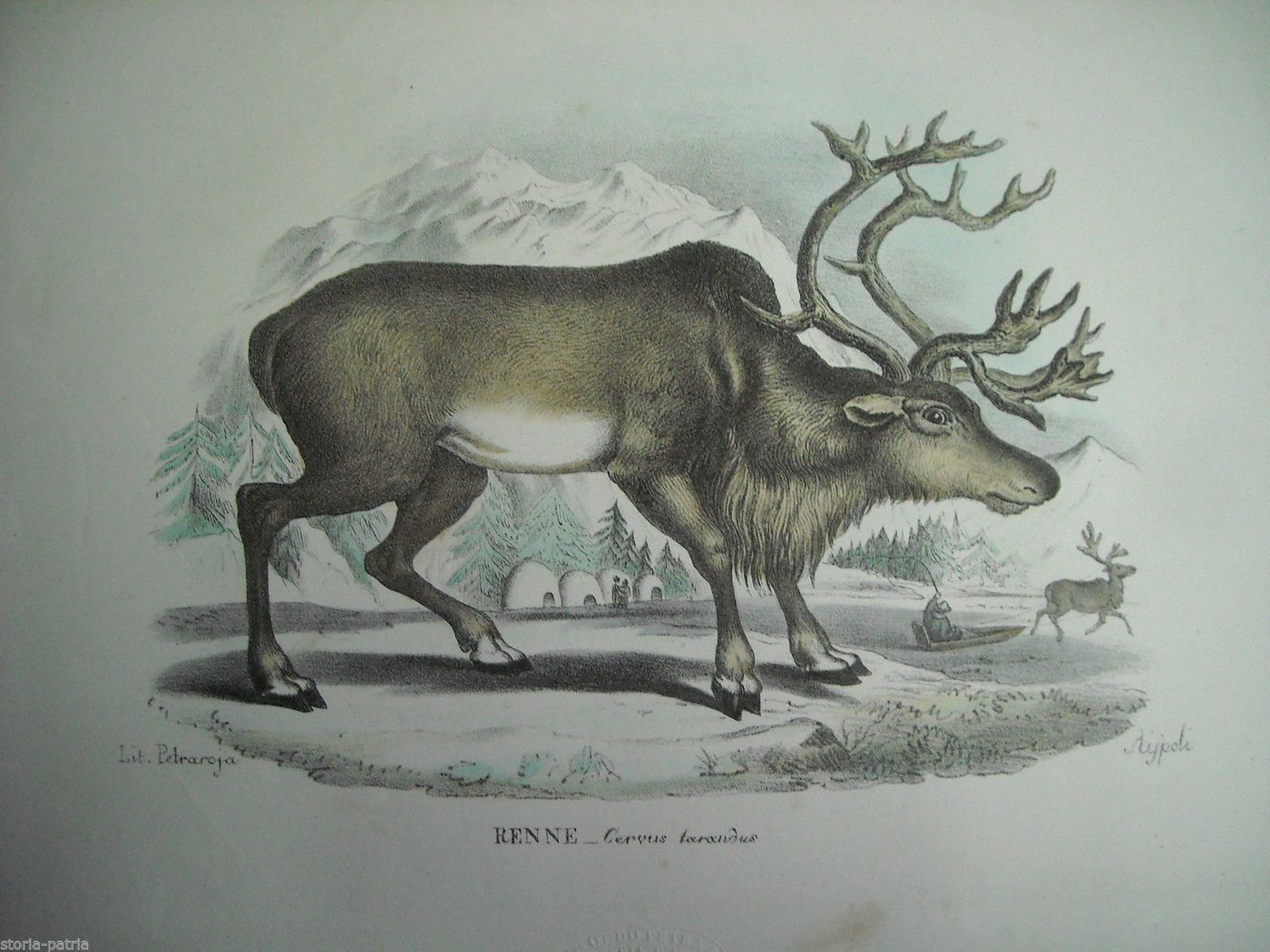 Litografia Renne Petraroja, XIX Secolo, Originale Cervus Tarandus, Napoli
