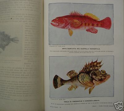Animali Viventi, C.J. Cornish, 1924, Opera Illustrata In Due Volumi, SEI