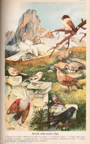 Mondo Animale. I Grandi Abitatori Della Terra, Del Cielo E Delle Acque (Craveri, 1943)