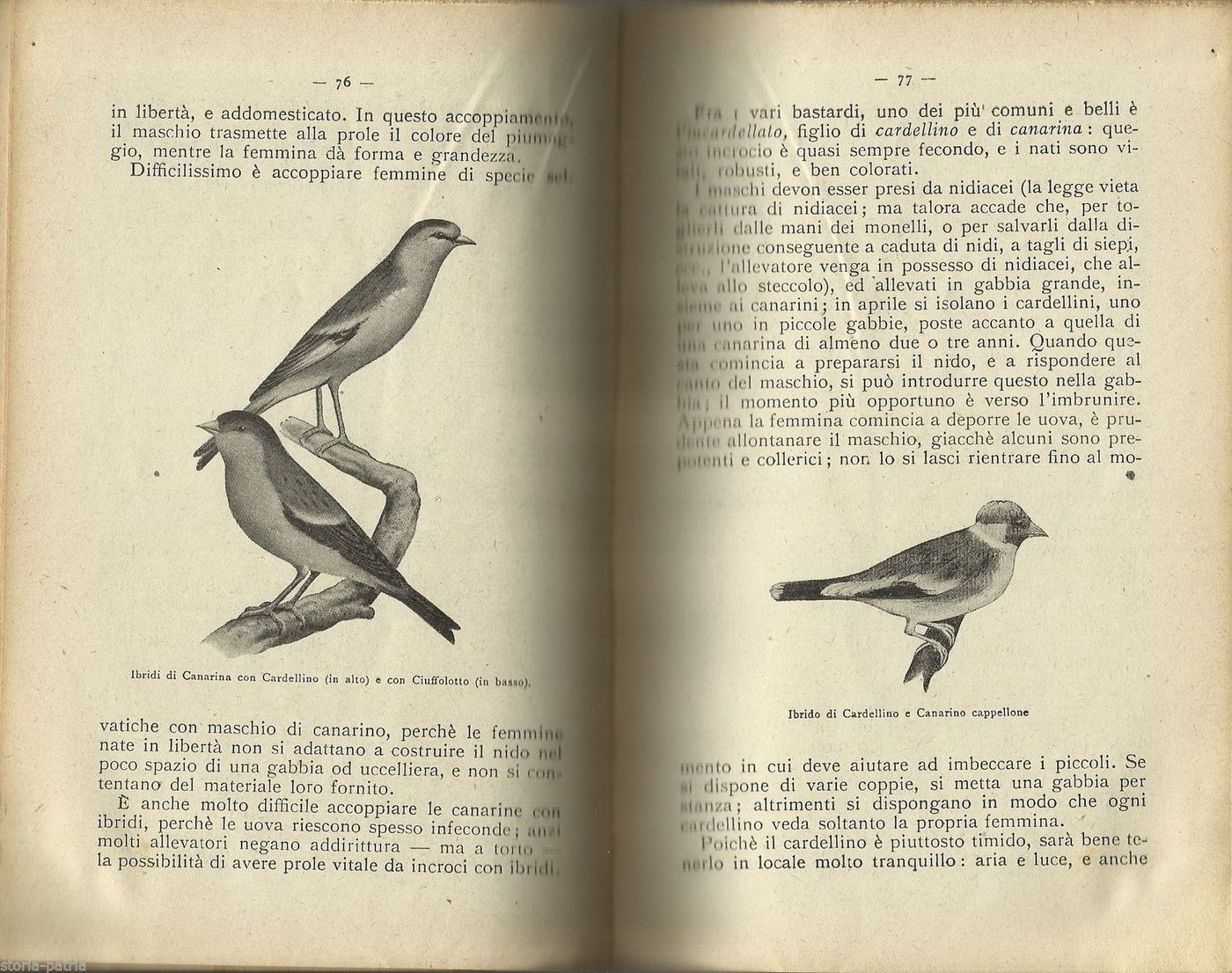 Il Canarino E I Più Comuni Uccelli Nostrani Da Gabbia: Allevamento E Malattie (1944)