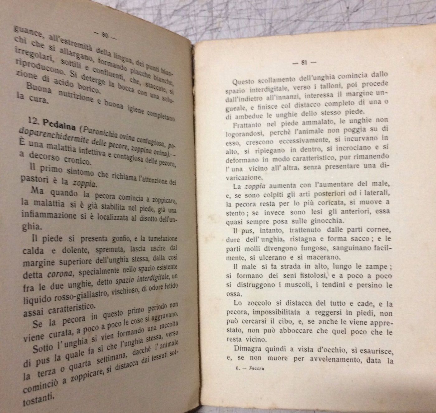 La Pecora Di A. Bartolucci (1928): Manuale Di Zootecnia E Veterinaria