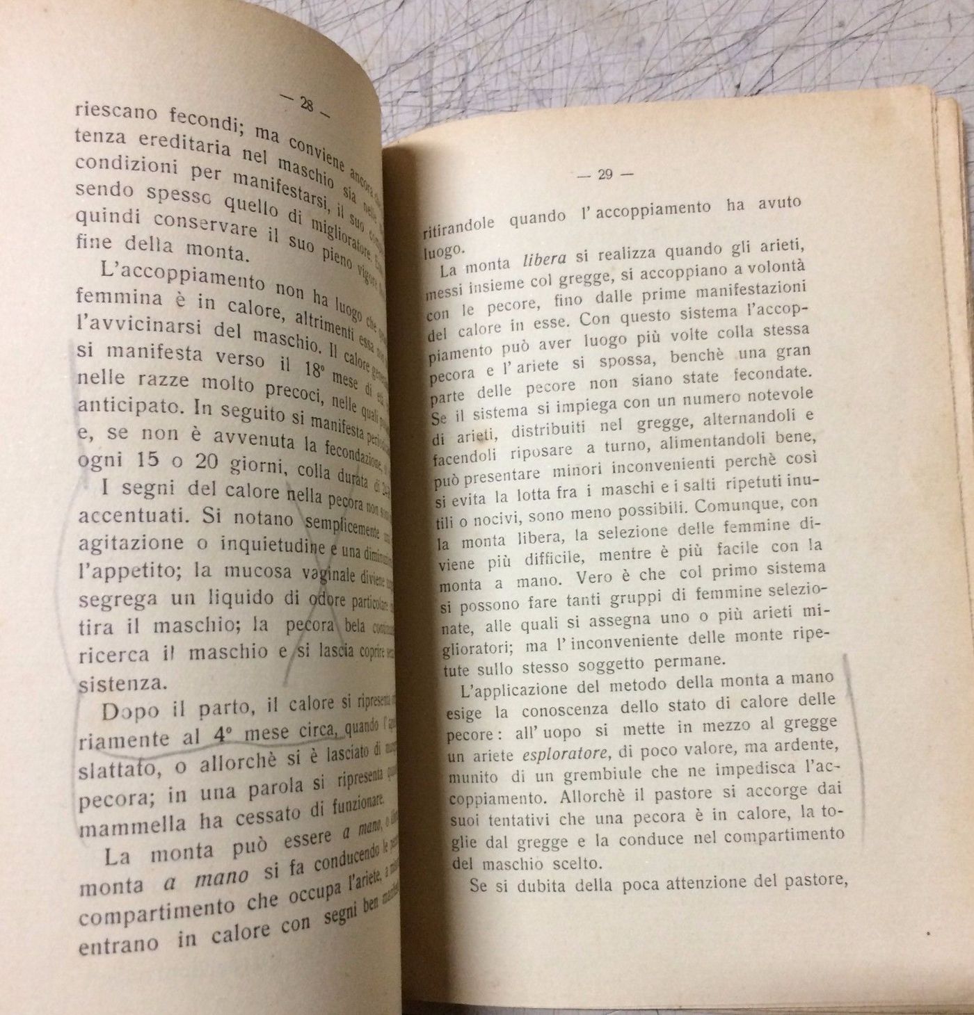 La Pecora Di A. Bartolucci (1928): Manuale Di Zootecnia E Veterinaria