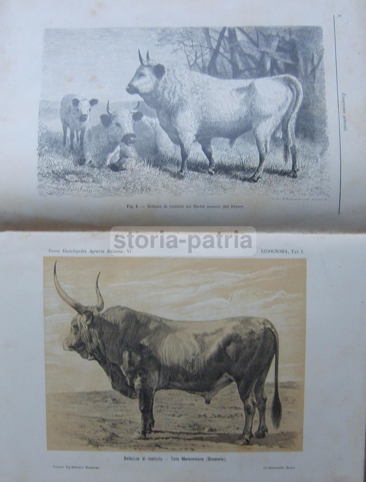 Ezoognosia Di Ezio Marchi (1901): Manuale Di Zootecnia Con Rare Tavole Anatomiche Mobili