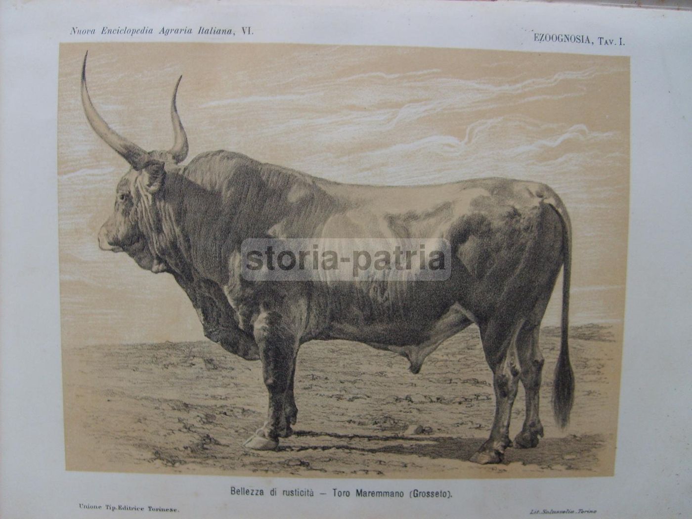 Ezoognosia Di Ezio Marchi (1901): Manuale Di Zootecnia Con Rare Tavole Anatomiche Mobili