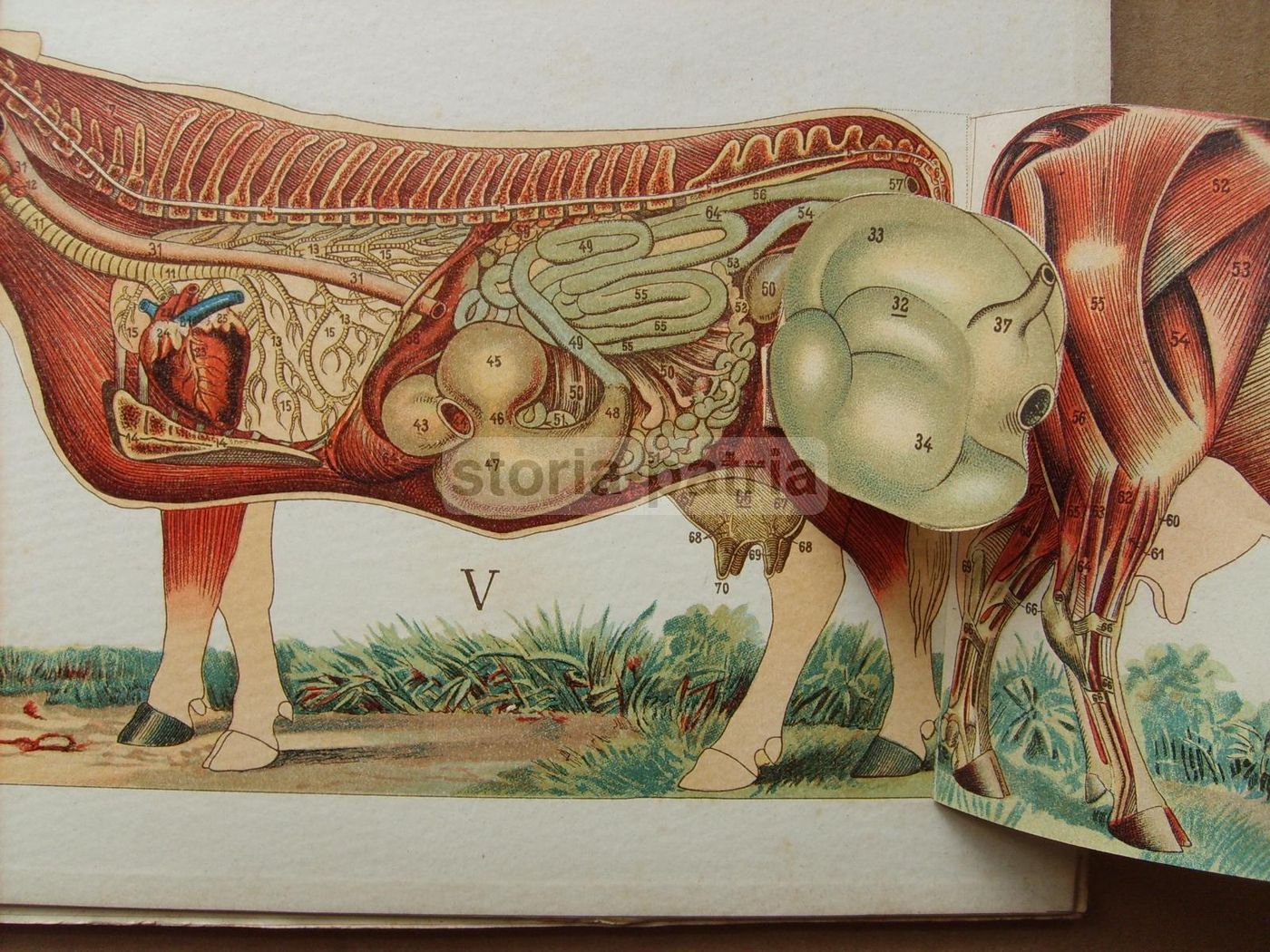 Ezoognosia Di Ezio Marchi (1901): Manuale Di Zootecnia Con Rare Tavole Anatomiche Mobili