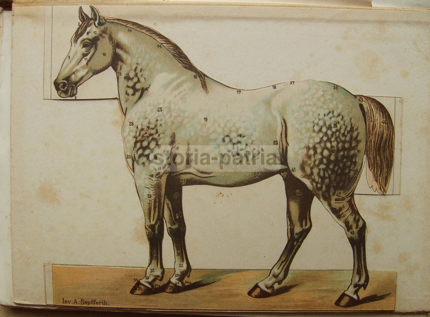 Ezoognosia Di Ezio Marchi (1901): Manuale Di Zootecnia Con Rare Tavole Anatomiche Mobili