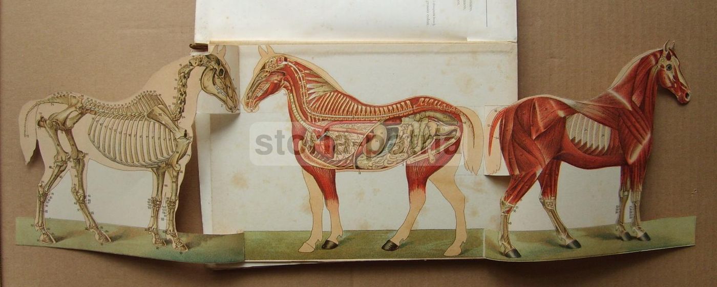 Ezoognosia Di Ezio Marchi (1901): Manuale Di Zootecnia Con Rare Tavole Anatomiche Mobili
