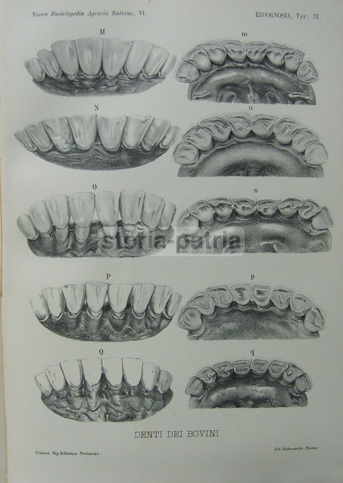 Ezoognosia Di Ezio Marchi (1901): Manuale Di Zootecnia Con Rare Tavole Anatomiche Mobili
