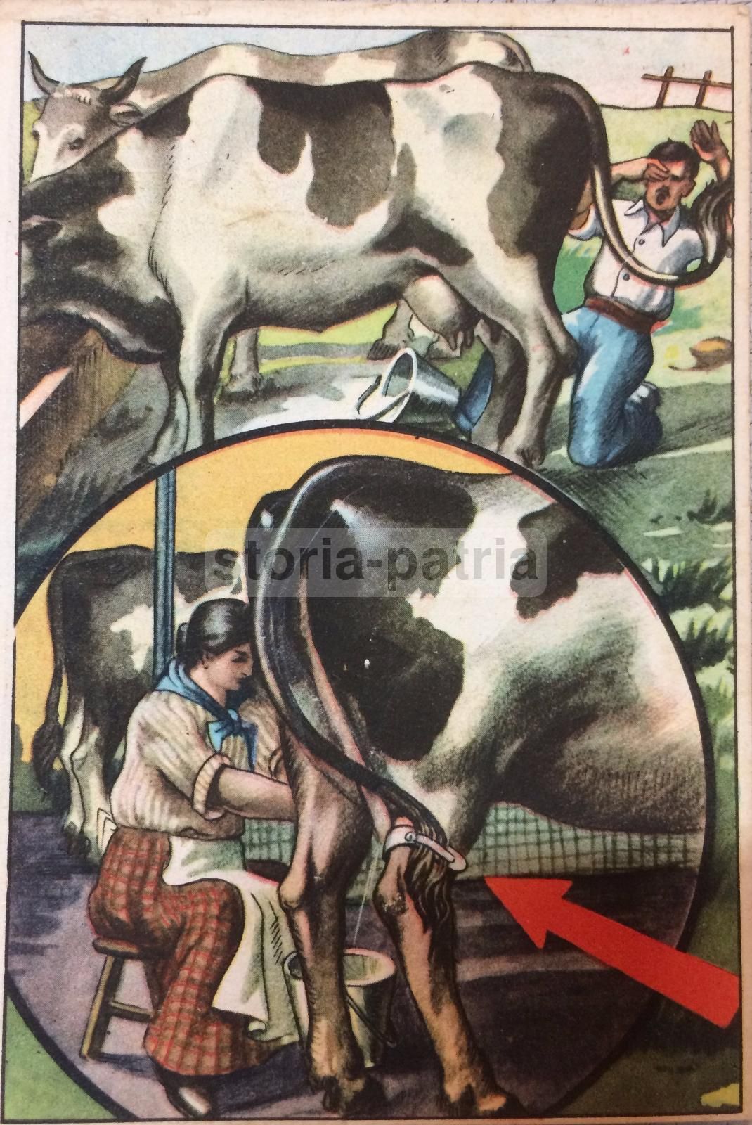 Cartolina Pubblicitaria Prevenzione Infortuni Mungitura Anni '30