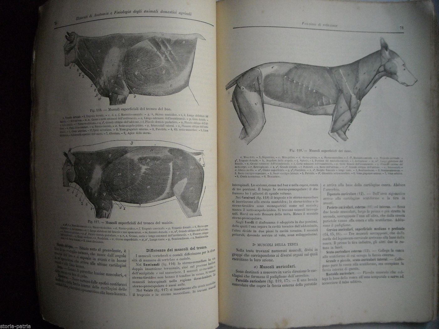 Anatomia Animali Domestici Agricoli, Luigi Varaldi, 1900