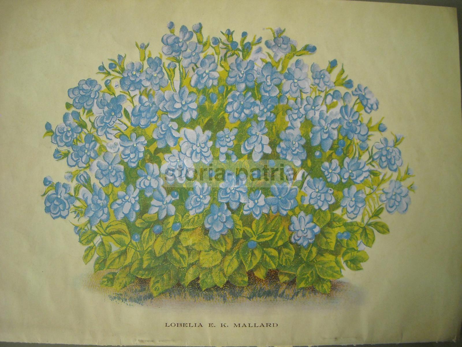 Agraria, Botanica, Piante, Fiori, Ortaggi, Catalogo Pubblicitario Illustrato, Longhi immagine 3