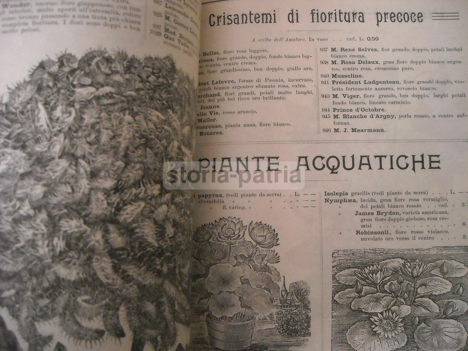 Agraria, Botanica, Piante, Fiori, Ortaggi, Catalogo Pubblicitario Illustrato, Longhi immagine 5