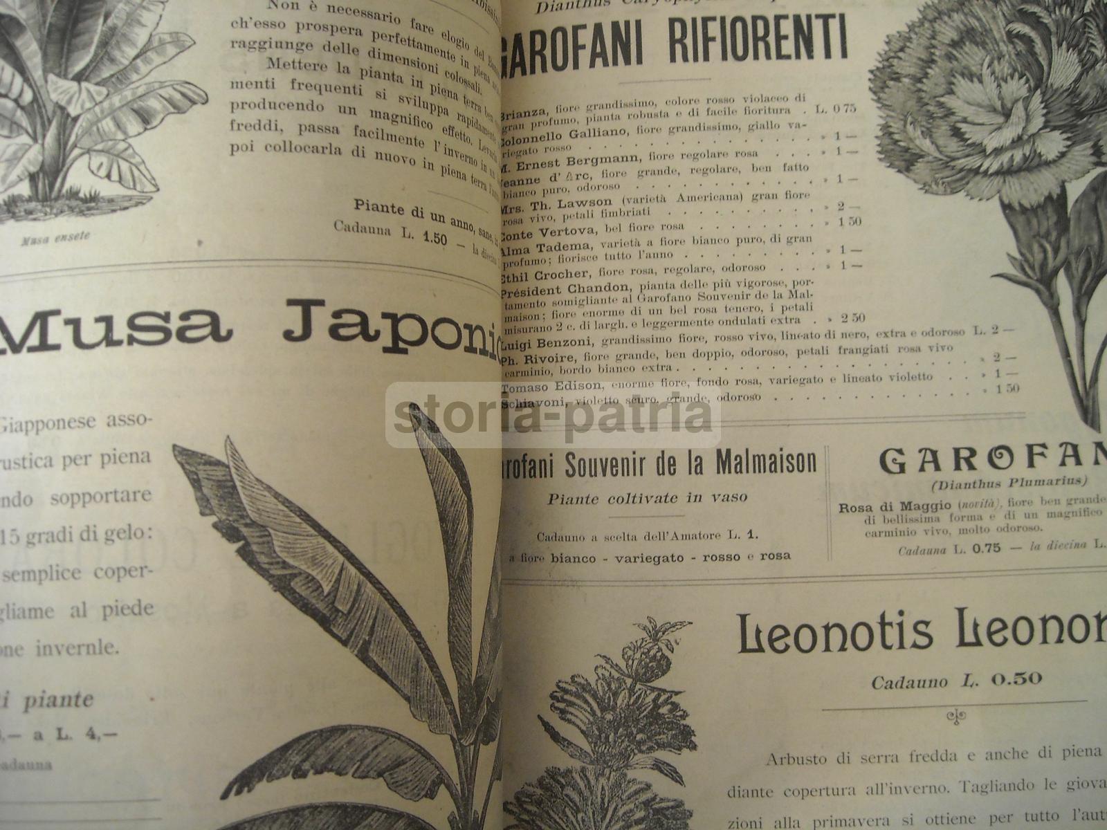 Agraria, Botanica, Piante, Fiori, Ortaggi, Catalogo Pubblicitario Illustrato, Longhi immagine 6