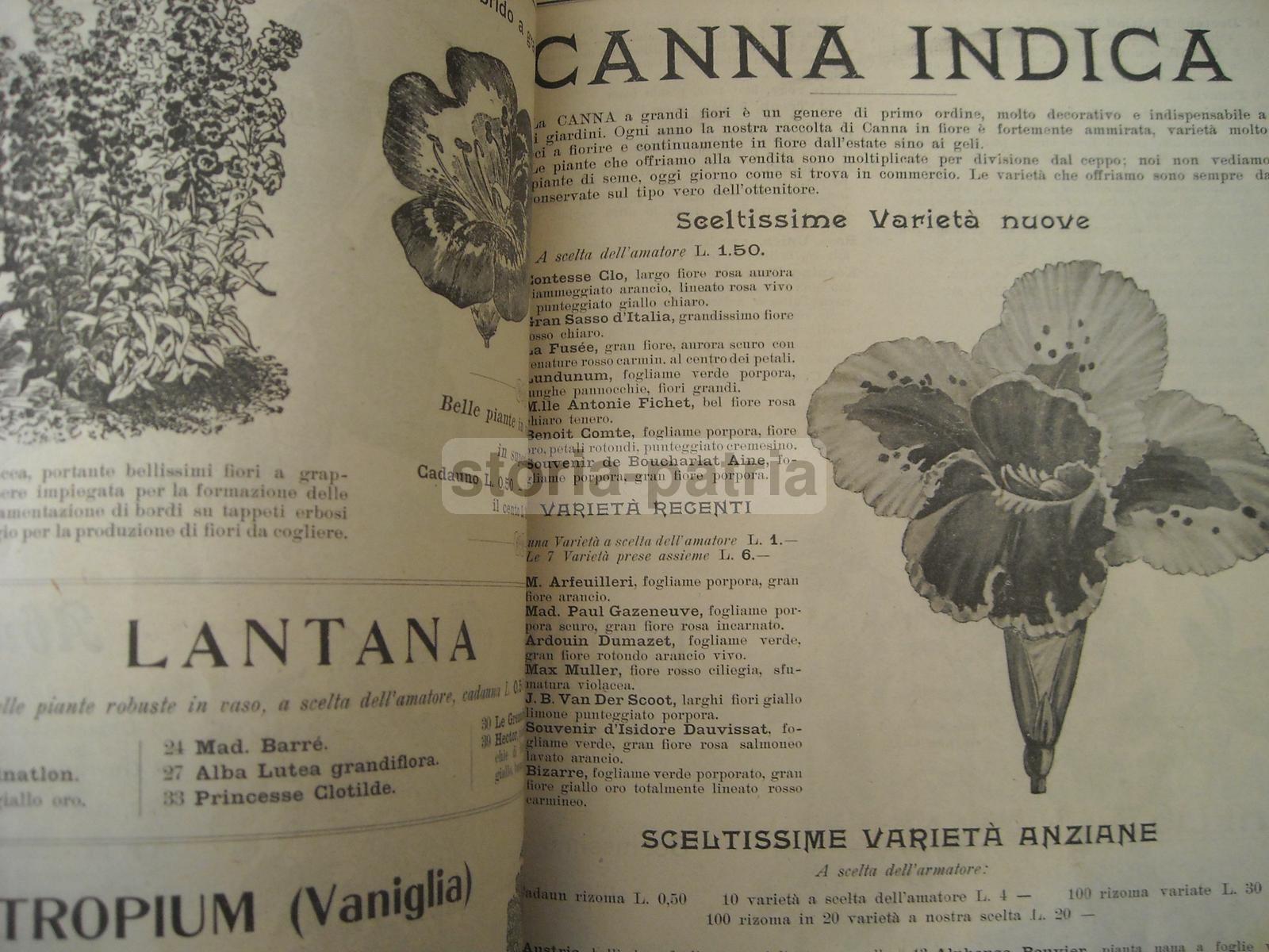 Agraria, Botanica, Piante, Fiori, Ortaggi, Catalogo Pubblicitario Illustrato, Longhi immagine 7