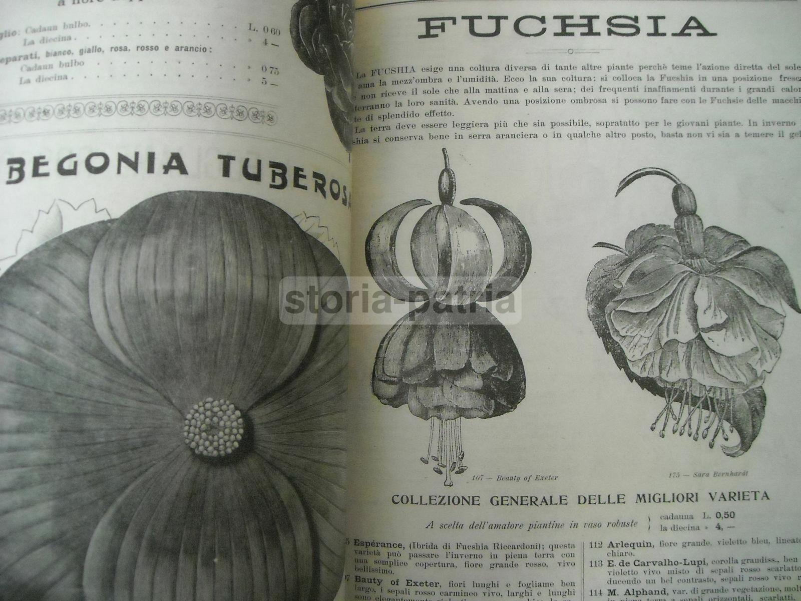 Agraria, Botanica, Piante, Fiori, Ortaggi, Catalogo Pubblicitario Illustrato, Longhi immagine 19