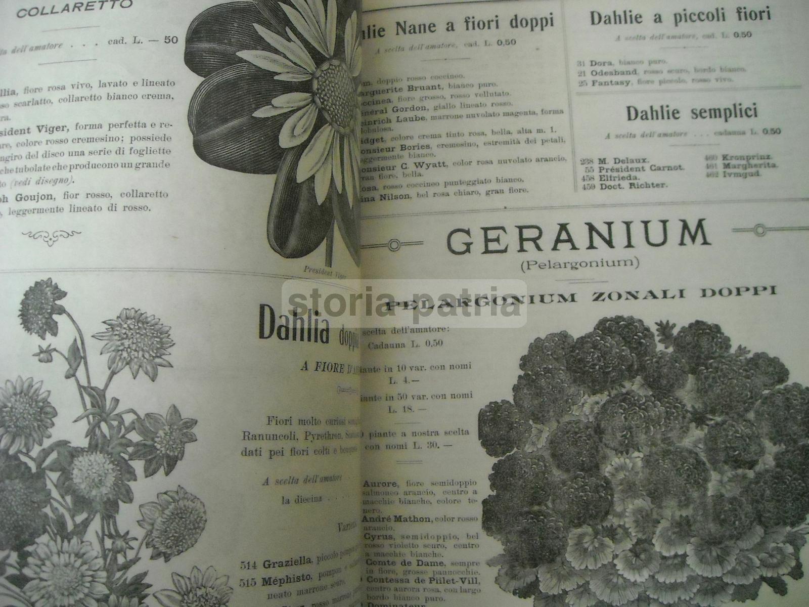 Agraria, Botanica, Piante, Fiori, Ortaggi, Catalogo Pubblicitario Illustrato, Longhi immagine 20