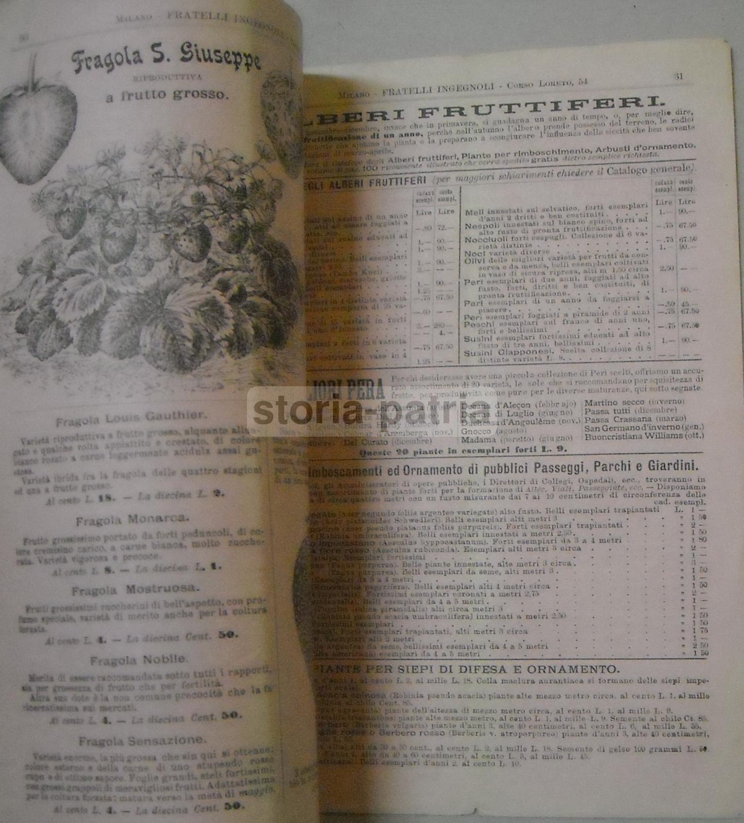 Agraria, Botanica, Sementi, Fiori, Piante, Ortaggi, Frumento, Grano, Abruzzo, Lago Fucino immagine 2