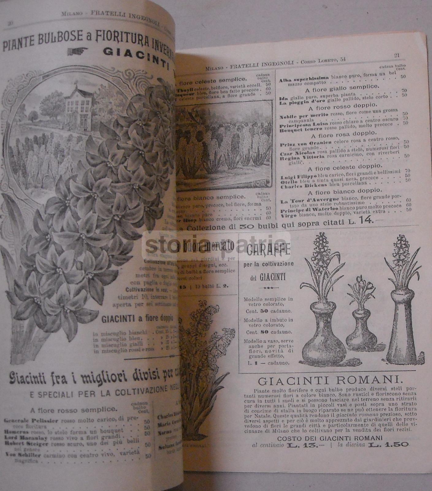 Agraria, Botanica, Sementi, Fiori, Piante, Ortaggi, Frumento, Grano, Abruzzo, Lago Fucino immagine 3