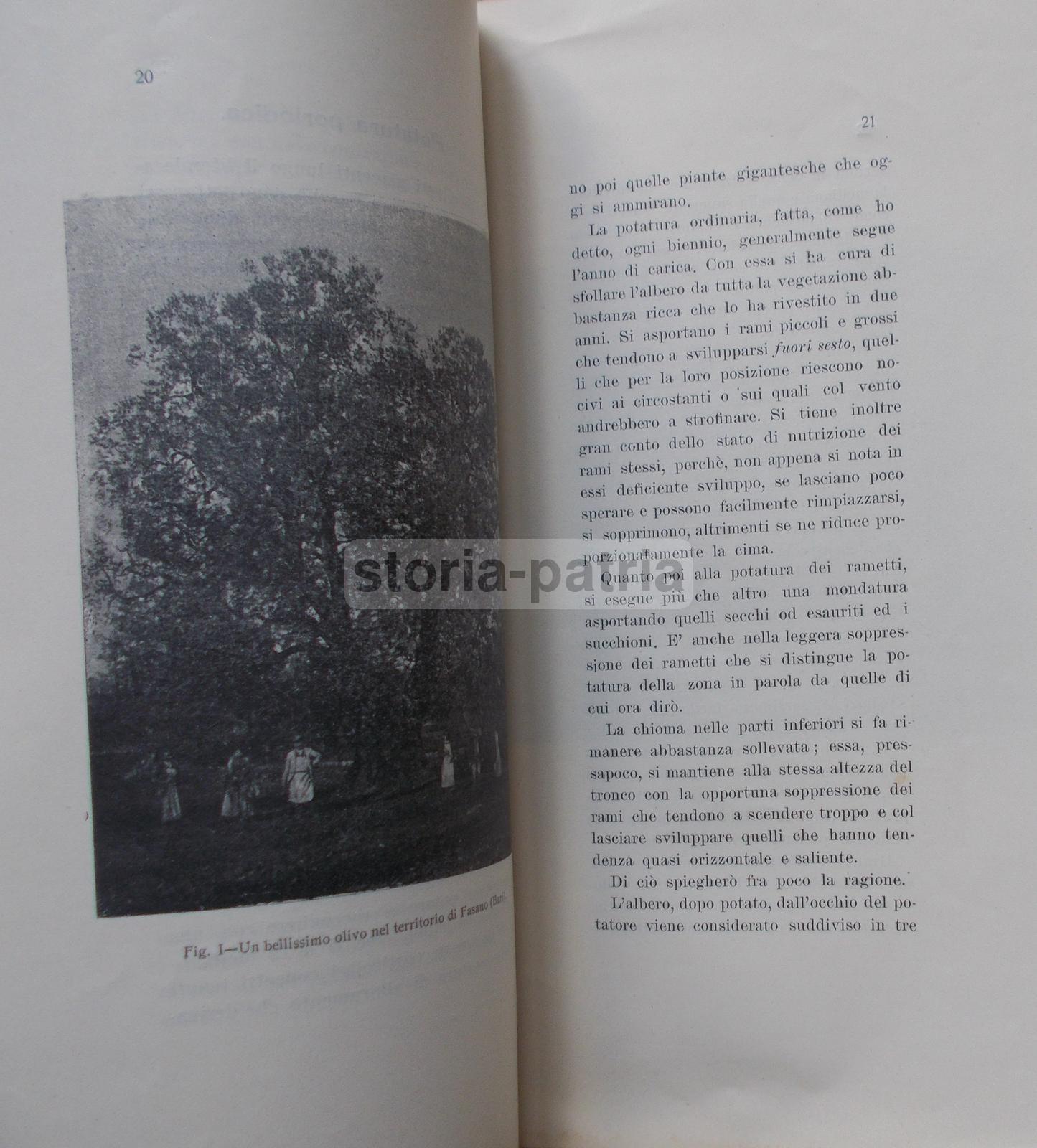 Agraria, Olive, Concimazione, Potatura, Puglia, Salerno, Briganti, Antica Edizione immagine 3